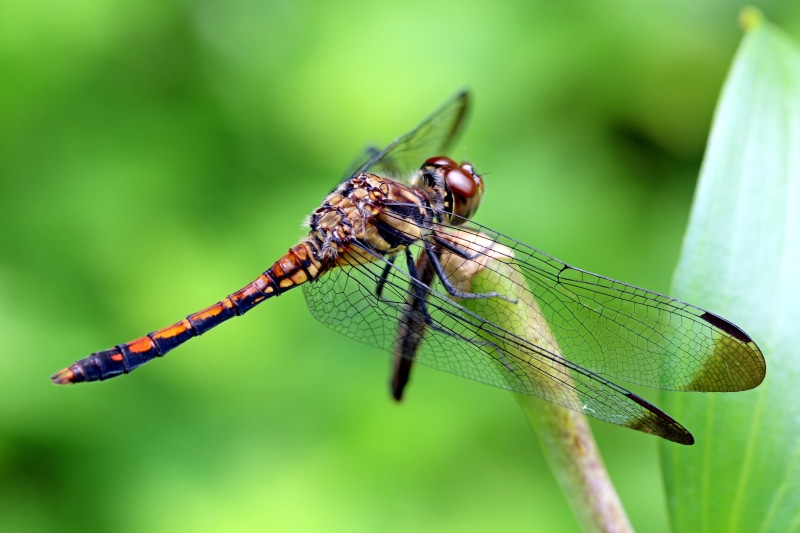 close-up, animal body part, natural condition, green Color, animals And Pets, animal eye, wildlife, macro, animal themes, beauty In Nature, animals in the wild