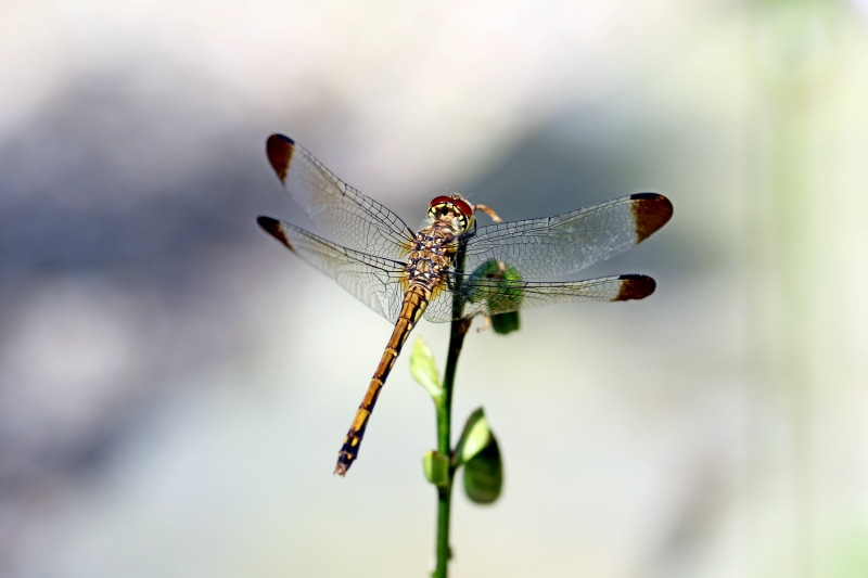forest, animals in the wild, park, animal eye, plant part, affix, animal, insects, damselfly, leaf, break, no people, insect, animal wing, arboretum, animal wildlife