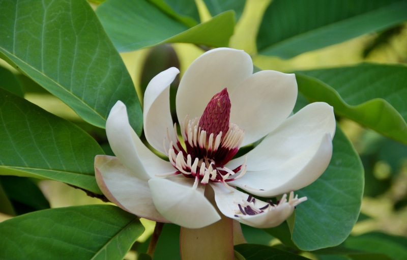 close-up, plant, inflorescence, ornamental, no people, leaf, green color, freshness, 5K, plant part, flowering plant, nature, flowering, outdoors, arboretum