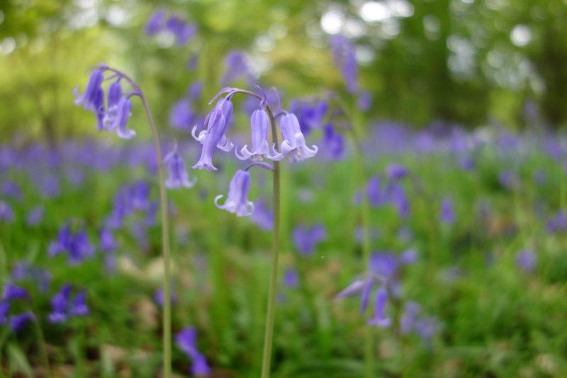 land, lavender, outdoors, petal, plant, field, Winkworth Arboretum, inflorescence, plant stem, flowering plant, day, flower, 4K, close-up, fragility, Bluebell