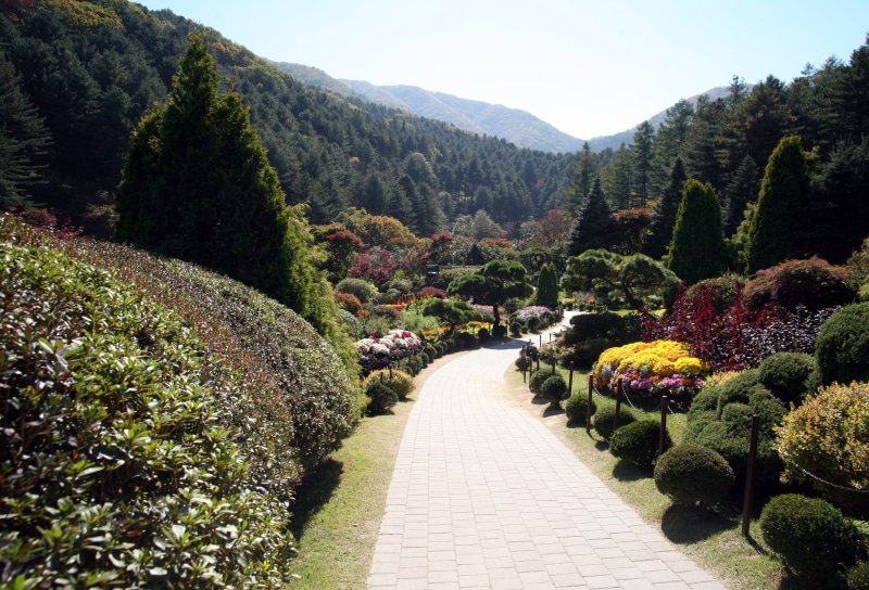 beauty, wood, landscape, garden path, day, nature, flowering plant, the leaves, sky, direction, growth, seoul, scenics - nature, tabitha, autumn, plant