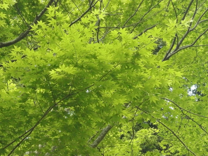 plant part, leaf, nature, beauty in nature, Maple Leaf, full frame, branch, no people, foliage, green color, land, lush foliage, tranquility, forest, freshness