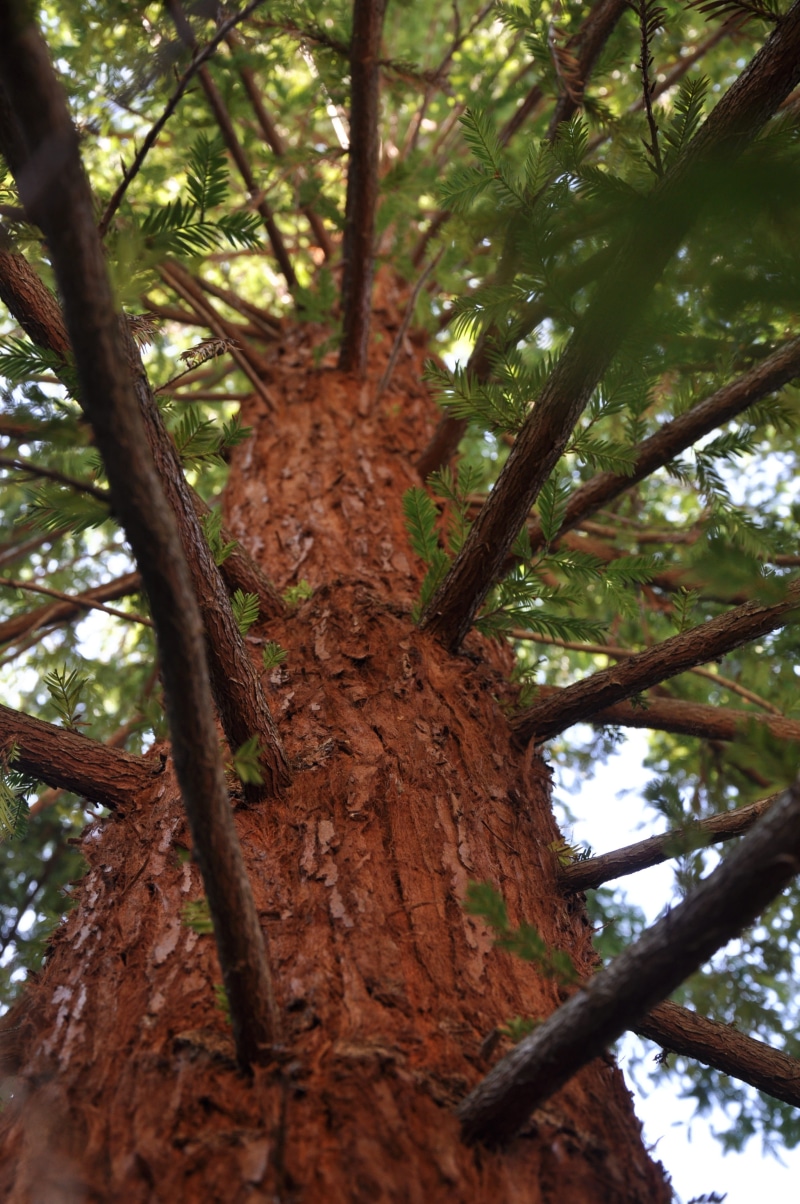 nature, land, tranquility, no people, mammoth pine, directly below, focus on foreground, Arboretum, close-up, outdoors, bark, Mammoth, day, plant, tree canopy