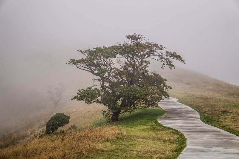 nature, grass, growth, mountain, road, 2K, landscape, Mountain, scenics - nature, outdoors, beauty in nature, plant, natural, land, rain, hill, Mountain Path