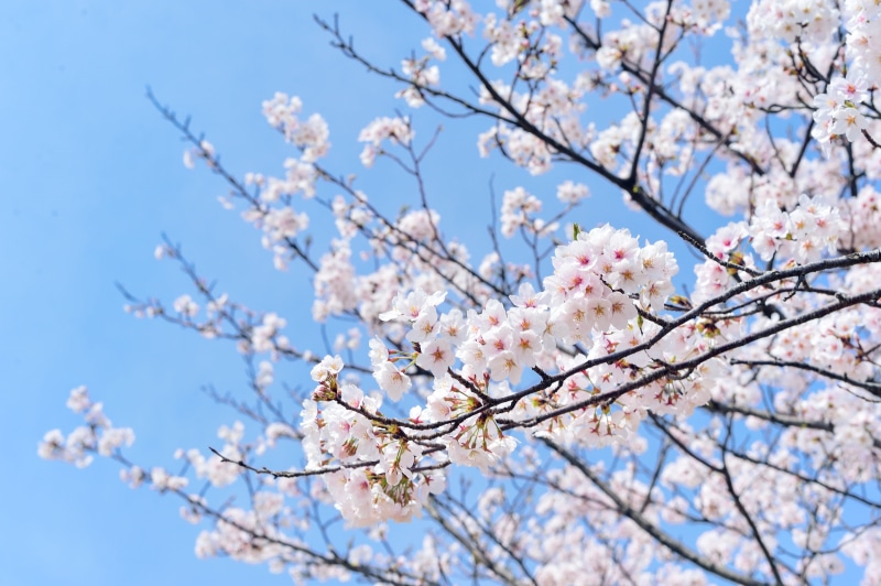 tree, arboretum, pollen, flower, day, nature, vulnerability, outdoors, flowers, pink, cherry blossom, bloom, plum blossom, japan, landscape, natural, freshness