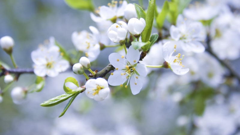 day, flower Head, nature, macro, blue, apple, summer, springtime, plant, blossoming, tree, petaled, plum, apple Tree, cherry, fragility, branch, blossom