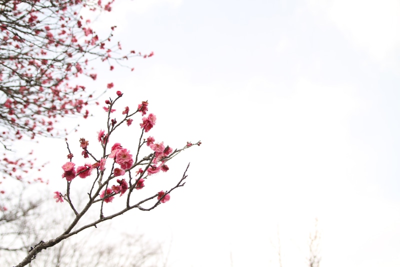 vulnerability, no people, growth, japanese peace park, plant, cherry, branch, outdoors, flowering plant, plum blossom, 2K, low angle view, blossom, springtime