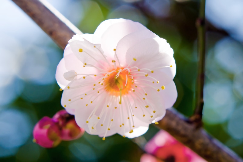Winter, Nikon AF, 8G, 2K, apricot, Plum Blossom, Yokohama, NIKKOR, Tree, close up, Macro, white, Japanese Apricot, photo, Flower, petaled, f / 1, plum