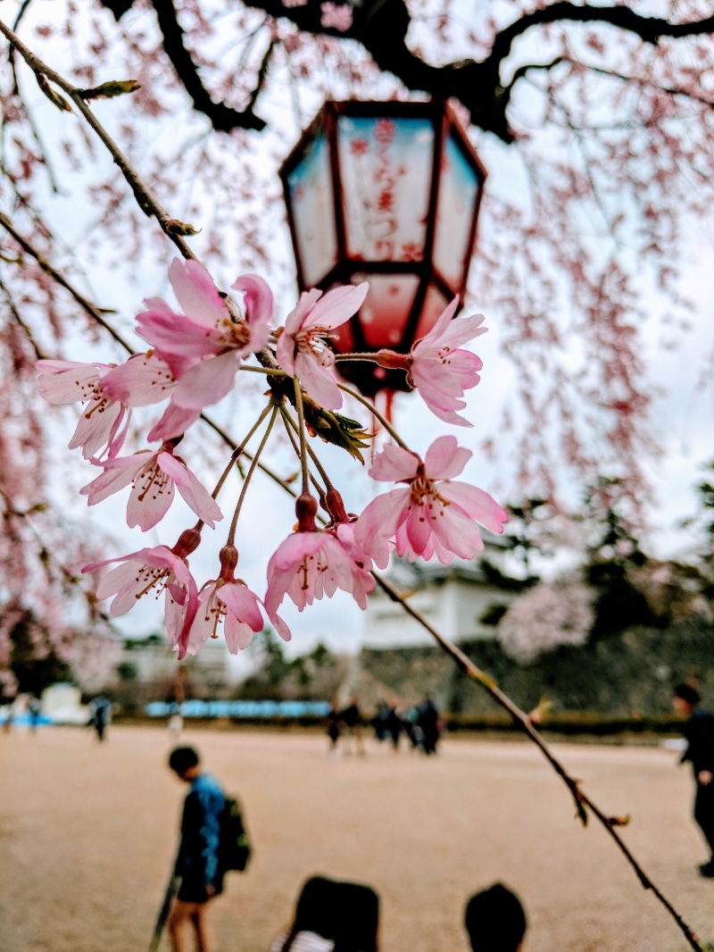 4K, tree, nature, fragility, vulnerability, freshness, cherry tree, beauty in nature, park, plum blossom, cherry blossom, petal, plant, flower, focus on foreground