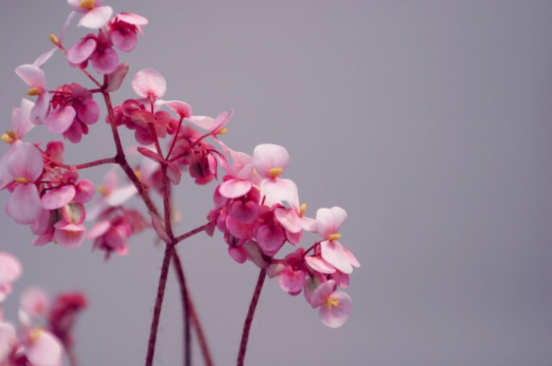 plant, tree, fragility, cherry blossom, spring, flower head, twig, beauty in nature, outdoors, no people, close-up, inflorescence, pink, growth, freshness