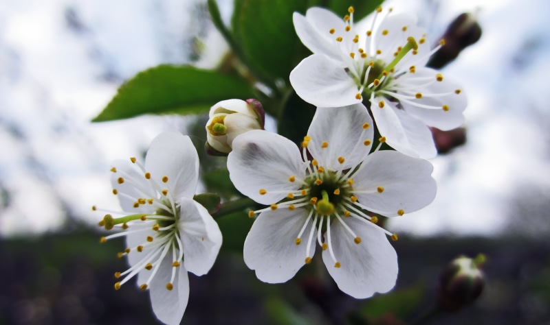 bunch of flowers, flower, focus on foreground, pollen, close-up, 4K, fragility, closeup, plants, blossom, springtime, white flowers, vulnerability, petal