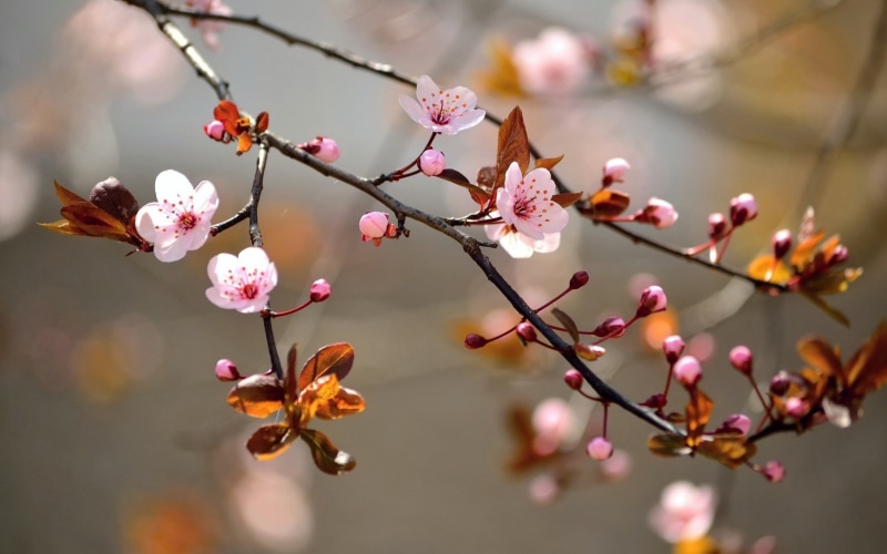 fragility, flower head, outdoors, petal, freshness, flowers, blossom, no people, beauty in nature, close-up, branch, plum blossom, inflorescence, focus on foreground