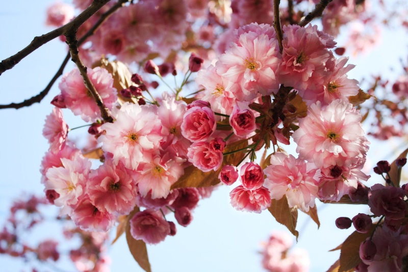 growth, 4K, white, branch, photography, no people, low angle view, vulnerability, fragility, tree, flowers, bright, pink flowers, petal, plant, close-up