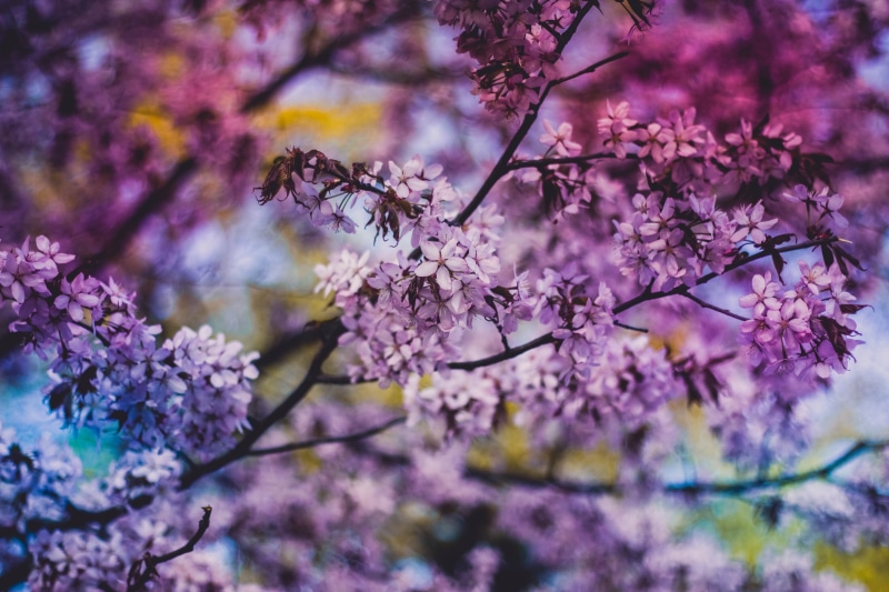 purple, blossom, flowers, day, fragility, botany, bunch of flowers, cherry tree, plant, nature, flower, spring, tree, cherry blossom, plants, branch, depth of field