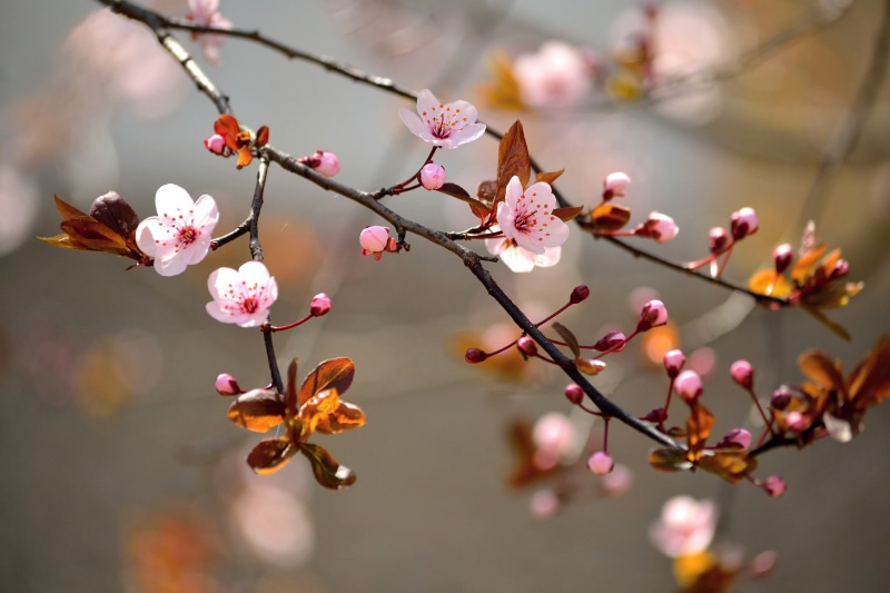 branch, pink color, plum blossom, flower head, pollen, tree, fragility, freshness, twigs, blossoms, vulnerability, 5K, cherry tree, day, growth, flowering plant