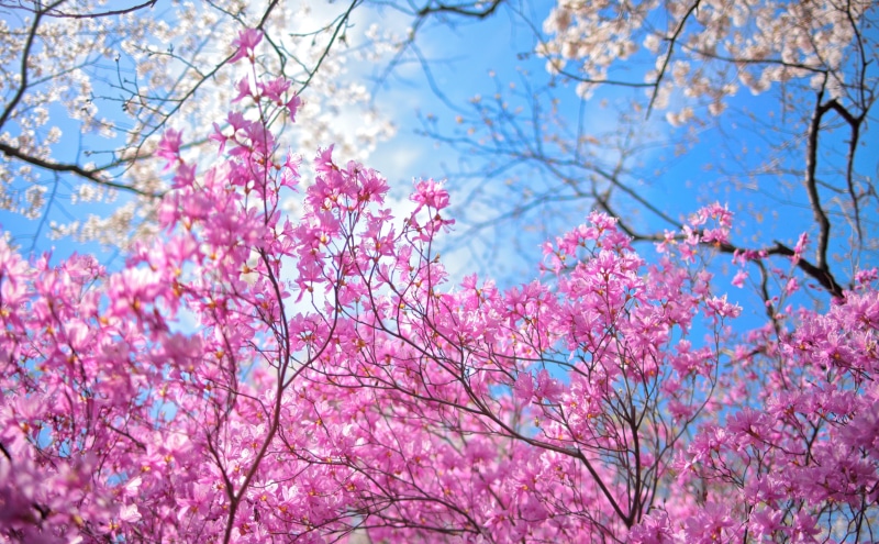pink color, happy, bluesky, Bright, cherry blossom, pink, beauty in nature, Serene, bokeh, cherry tree, no people, outdoors, Seasons, Azalea, Pentax, vulnerability