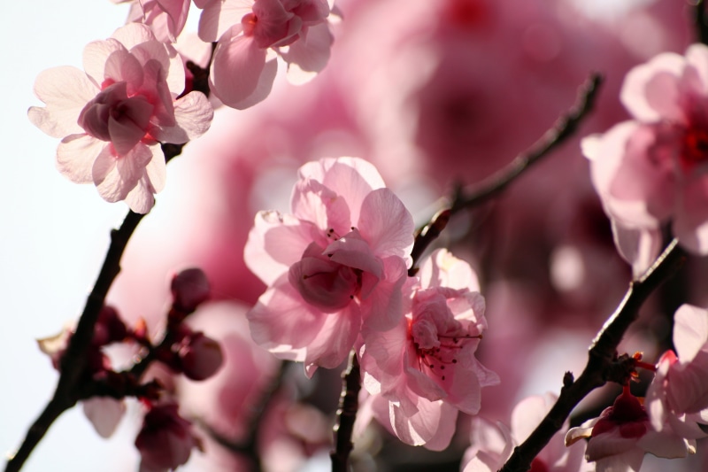 close-up, branch, plant, flower, USA, pink, UC Berkeley, springtime, selective, Plum Blossoms, japan, plum blossom, photography, selective focus, college