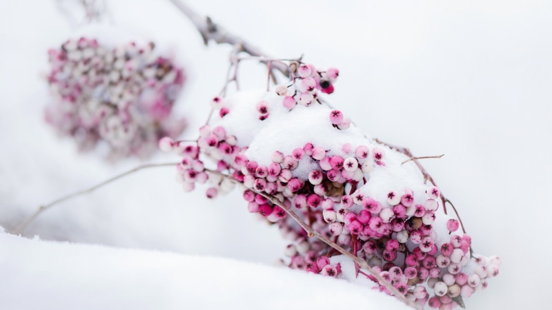 branch, food and drink, plum blossom, flower arrangement, flowering plant, bunch of flowers, tree, no people, freshness, springtime, flower, focus on foreground