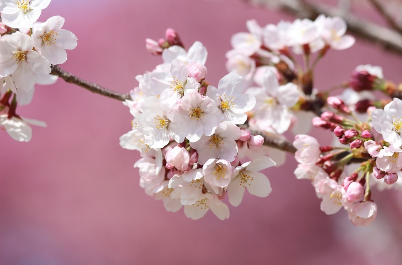 cherry blossom, outdoors, vulnerability, 1080P, nature, fragility, flower, twig, flowering plant, beauty in nature, plant, plum blossom, pink color, pollen