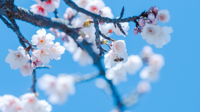 fragility, tree, 1080P, branch, cherry tree, growth, close-up, beauty in nature, sky, flower, flowering plant, flower head, springtime, cherry blossom