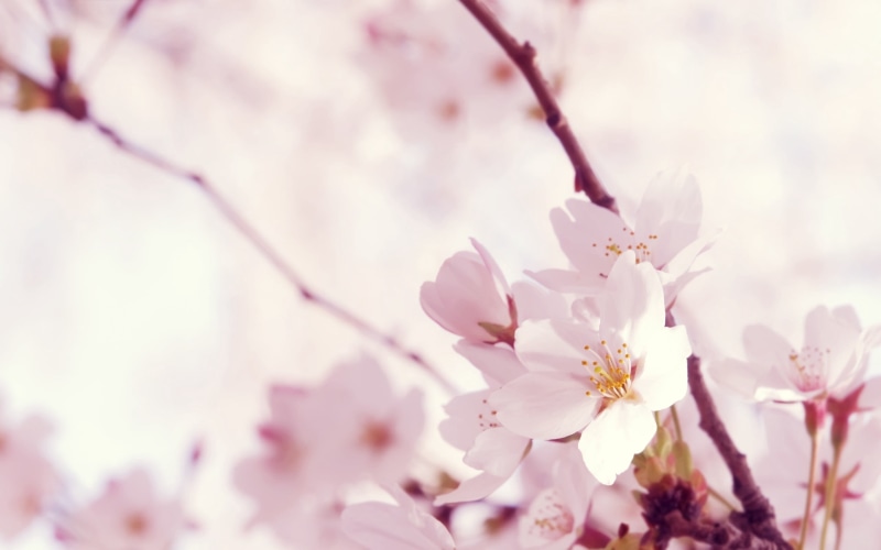 beauty In Nature, summer, macro, cherry Tree, branch, blossoming, 2K, white, bud, plum blossom, flower Head, petal, nature, pollen, sakura, orchard, leaf