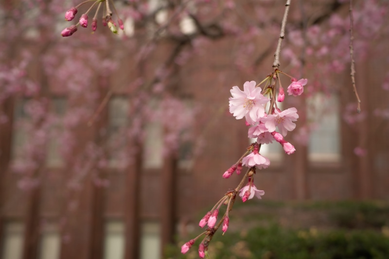 freshness, flower head, the university of tokyo, plant, springtime, japan, cherry blossom, bunkyō-ku, growth, plum blossom, beauty in nature, no people
