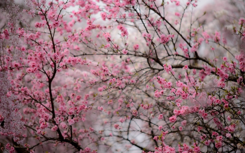 outdoors, freshness, tree, low angle view, flower head, botany, fragility, softness, 1080P, no people, cherry blossom, springtime, petal, growth, cherry blossom desktop background pictures