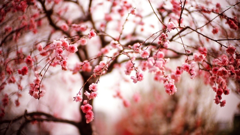 cherry blossom, nature, branch, close-up, pink color, freshness, flower head, beauty in nature, blossom, focus on foreground, vulnerability, no people