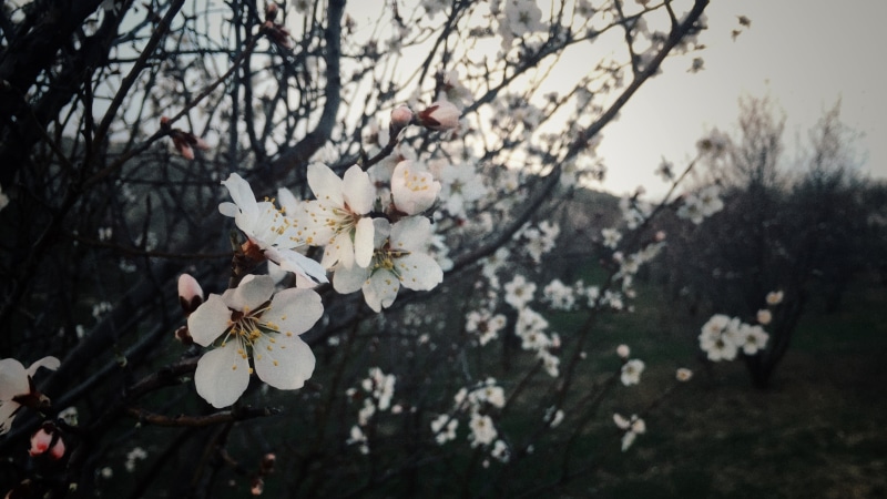 branch, no people, trees, spring, vulnerability, focus on foreground, growth, flowering plant, twig, nature, outdoors, fruit tree, cherry tree, cherry blossom
