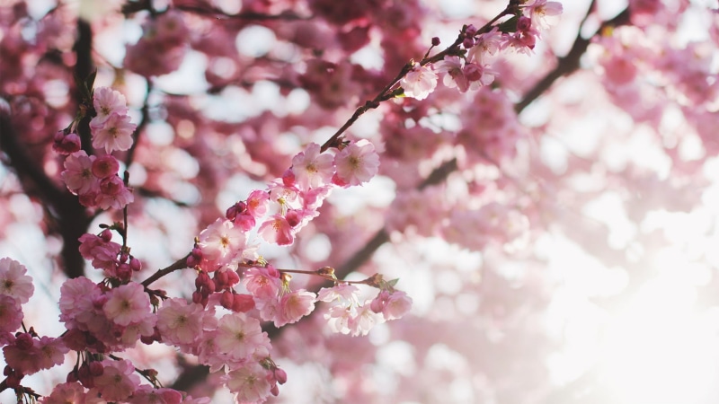 beauty in nature, branch, spring, pink color, blossom, depth of field, vulnerability, flower, botany, freshness, growth, outdoors, 1080P, day, bunch of flowers