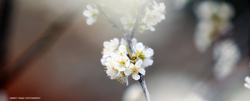 focus on foreground, day, softness, blossom, tree, nature, growth, flower head, flowers, fragility, inflorescence, vulnerability, cherry blossom, no people