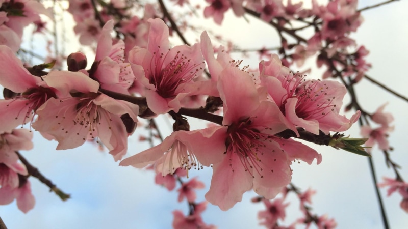 vulnerability, nature, branch, almond, petal, pink, cherry tree, pink color, springtime, cherry blossom, bunch of flowers, flower, fragility, flower head