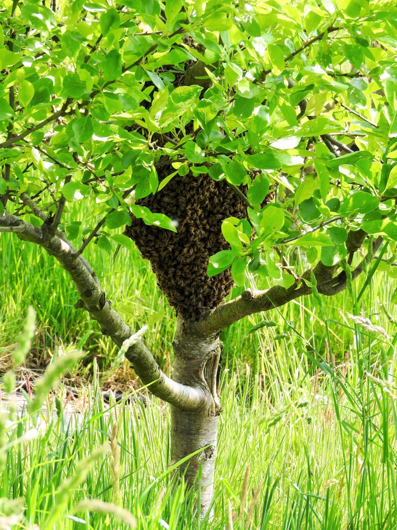 sunshine, green color, flower, bright, plum tree, outdoors, land, plum, sunlight, tree, nature, leaf, plant part, day, grass, season, honeybees, beauty in nature
