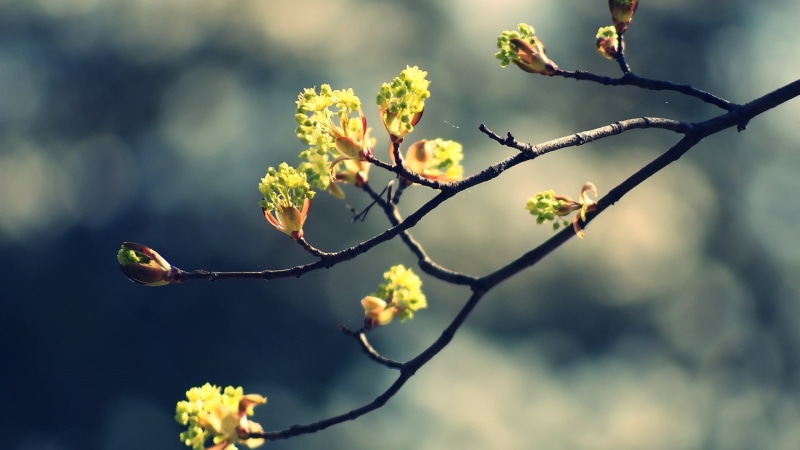 nature, fragility, flowering plant, day, freshness, animal, outdoors, bird, beauty in nature, vertebrate, springtime, flower head, plum blossom, 1080P