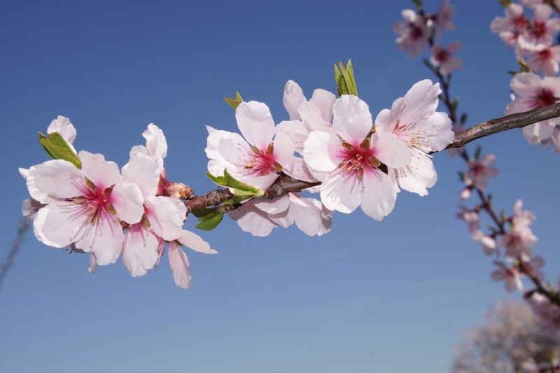 pink Color, cherry Blossom, 5K, beauty In Nature, petal, fragility, macro, markroaufnahme, flowering plant, Palatinate, fruit tree, spring fever, prunus dulcis