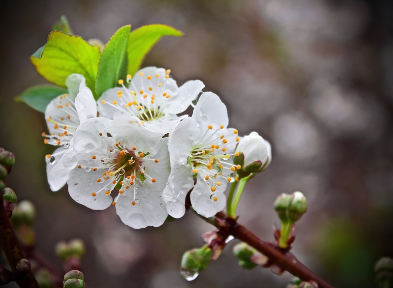 fragility, inflorescence, spring, no people, white, blossom, cherry blossom, close-up, cherry, plant, focus on foreground, freshness, tree, branch, cerezo
