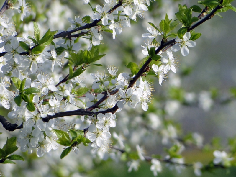 apple tree, petaled, fragility, selective, springtime, vulnerability, no people, outdoors, focus on foreground, bud, freshness, beauty in nature, smell