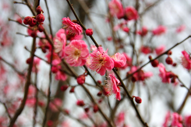 outdoors, vulnerability, springtime, branch, spring, plum blossom, pink color, growth, views, focus on foreground, nature, no people, beauty in nature