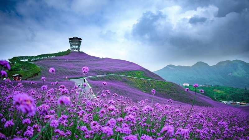 tongzi, sky, asia, cloud, herbal tea, purple field, rural area, verbena, flower field, guizhou, china, herb, 4K, countryside, landscape, purple flowers