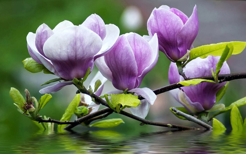 flowering plant, green, purple, laptops, flowers, twigs, vulnerability, blossom, close-up, springtime, focus on foreground, desktop, flower