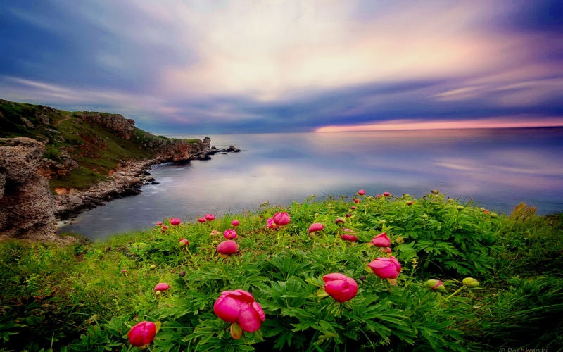 vegetation, springtime, flowering plant, beautiful, nature, 4K, multi colored, hd, landscape, beauty in nature, outdoors, scenics - nature, freshness