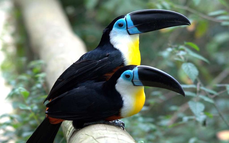 1080P, america, south, country, toucan, guyana, ariel, tablet, type, living, laptop, hd