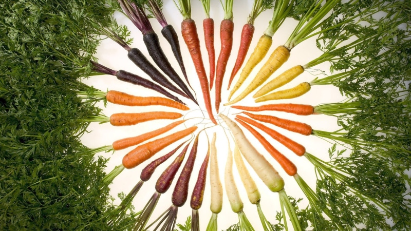 1080P, striped, close-up, outdoors, orange color, green color, no people, vegetables, plant, field, arrangement, day, grass, wellbeing, pattern, food