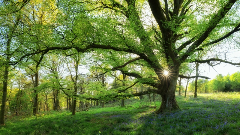 sunshine, 4K, riparian forest, tree, nature, grass, woodland, green, spring, branch, forest, old growth forest, spring flowers