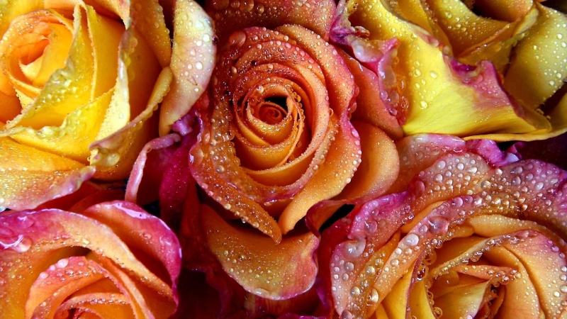 baked, temptation, restaurant, rose - flower, cooking, cuisine, tomato, close-up, kitchen, pretzel, backgrounds, flower, high angle view, lunch, slice