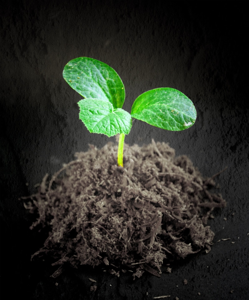 life, close-up, plant part, beginnings, new life, tree, growth, black background, spring, green, studio shot, sapling, bonsai tree, dirt, botany, creativity
