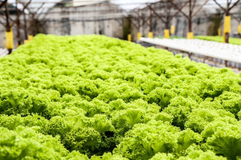 botany, lot, 4K, food, growth, day, vegetable, nature, agriculture, lettuce, food and drink, greenhouse, growing, greens, crop, garden, plant, vegetables