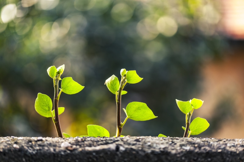 vine, close-up, seedling, natural, small, ivy, decoration, plant, photo, beauty in nature, leafed, sapling, leaves, flora, outdoor, 5K, wall, freshness