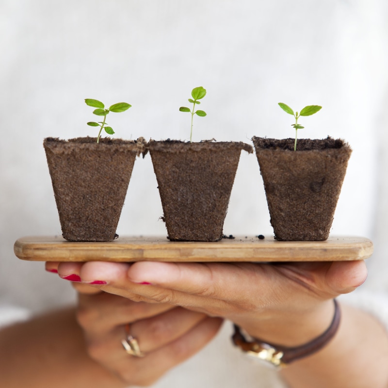 dirt, board, seedling, one person, agriculture, real people, plant part, plant, mint leaf - culinary, pots, body part, lifestyles, three, green Color, human body part