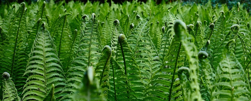 plants, green, leafy, art, leaf, freshness, summer, close-up, nature, form, growth, backgrounds, green Color, outdoors, plant, 1080P